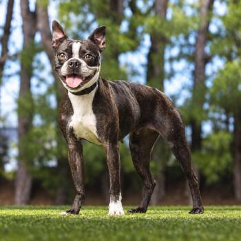 Espresso -  Boston Terrier and Mixed Breed Dog for Adoption in Jupiter, Florida - Espresso | PetCurious