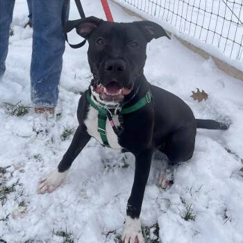 Rescue Mixed Breed Dogs for Adoption in Fairport, New York - Zeus | PetCurious