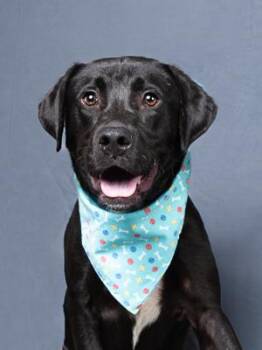 Nekot -  Labrador Retriever and Mixed Breed Dog for Adoption in Atlanta, Georgia - Nekot | PetCurious
