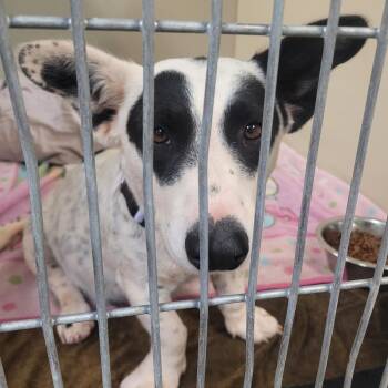 Colette -  Cardigan Welsh Corgi and Cattle Dog Dog for Adoption in Flagstaff, Arizona - Colette | PetCurious