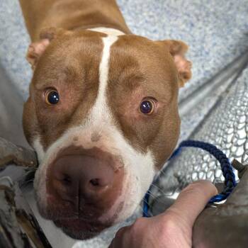 American Staffordshire Terrier Dogs Available for Adoption - Stroganoff | PetCurious