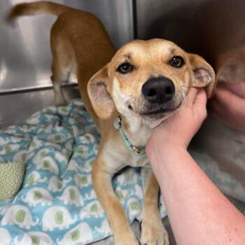 Mixed Breed Dogs Available for Adoption in Fredericksburg, Virginia - Bravo | PetCurious