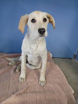 VICKEY -  Labrador Retriever Dog for Adoption in San Bernardino, California - VICKEY | PetCurious