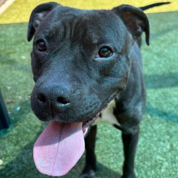 Pit Bull Terrier Dogs Available for Adoption in Greensboro, North Carolina - Elvira | PetCurious