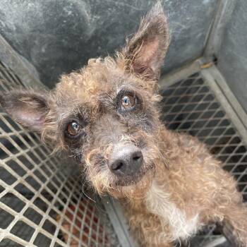 Teresa -  Terrier and Mixed Breed Dog for Adoption in Edinburg, Texas - Teresa | PetCurious