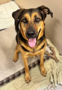 Rescue German Shepherd Dog Dogs for Adoption in Hackensack, Minnesota - Gunny | PetCurious