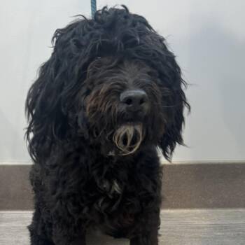Cocker Spaniel Dogs Available for Adoption - Oreo | PetCurious