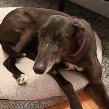 Greyhound Dogs Available for Adoption in Bondurant, Iowa - Good Looken | PetCurious