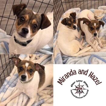 Miranda & Hazel -  Rat Terrier Dog for Adoption in Princeton, British Columbia - Miranda & Hazel | PetCurious