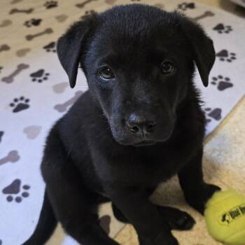Clifford -  German Shepherd Dog and Mixed Breed Dog for Adoption in Minneapolis, Minnesota - Clifford | PetCurious