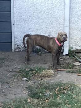 DAISY -  Mixed Breed Dog for Adoption in Dallas, Texas - DAISY | PetCurious