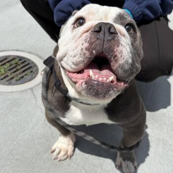 Spaghetti -  English Bulldog Dog for Adoption in Pacific Grove, California - Spaghetti | PetCurious