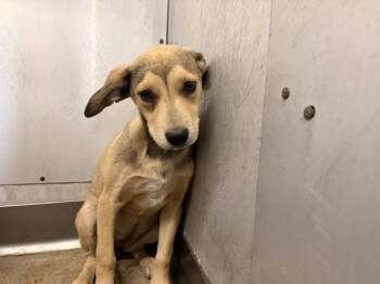 German Shepherd Dog and Pit Bull Terrier Dogs Available for Adoption in San Bernardino, California - RAMIE JR | PetCurious