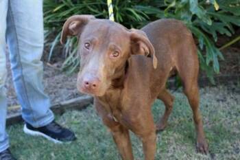 Buster B -  Labrador Retriever and Mixed Breed Dog for Adoption in Brunswick, Georgia - Buster B | PetCurious