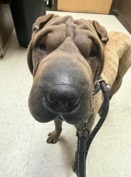Shar Pei Dogs Available for Adoption in Lake Forest, California - Smudge | PetCurious