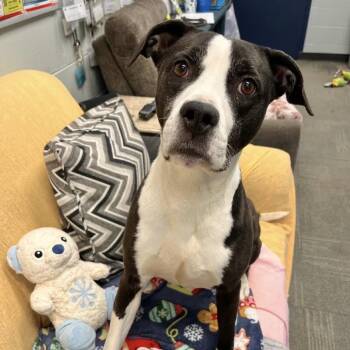 Pit Bull Terrier and Mixed Breed Dogs Available for Adoption in Hanna City, Illinois - Kelis | PetCurious