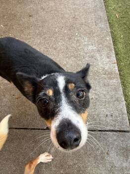 Ellie Mae -  Rat Terrier Dog for Adoption in Orlando, Florida - Ellie Mae | PetCurious