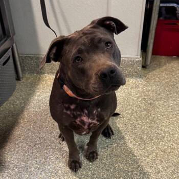 Willow* -  Pit Bull Terrier Dog for Adoption in San Gabriel, California - Willow* | PetCurious