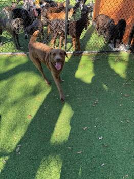 Rescue Chesapeake Bay Retriever Dogs for Adoption in Melbourne, Florida - Cocoa | PetCurious