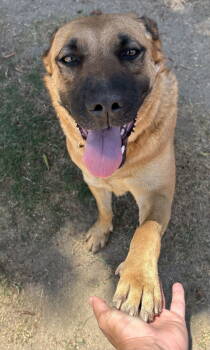 Rescue Shepherd Dogs for Adoption in Dana Point, California - Lady | PetCurious