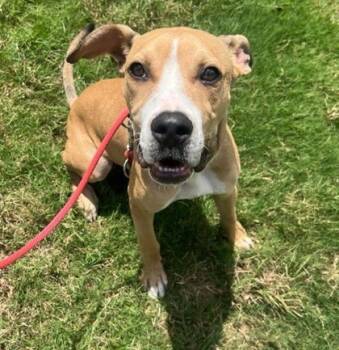 Rescue Mixed Breed Dogs for Adoption in Dallas, Texas - Ralphie | PetCurious