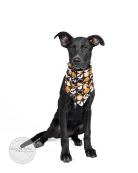 Rescue Labrador Retriever and Shepherd Dogs for Adoption in Tuscaloosa, Alabama - Hannah - In The New England Area | PetCurious