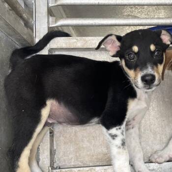 Shepherd and Terrier Dogs Available for Adoption in Edinburg, Texas - Fletcher | PetCurious