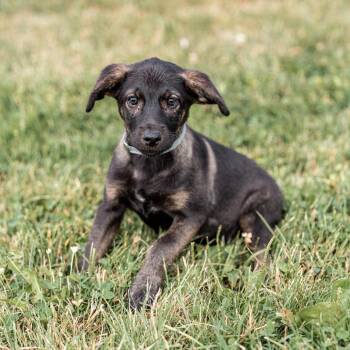 Apricot -  German Shepherd Dog and Mixed Breed Dog for Adoption in Tomah, Wisconsin - Apricot | PetCurious