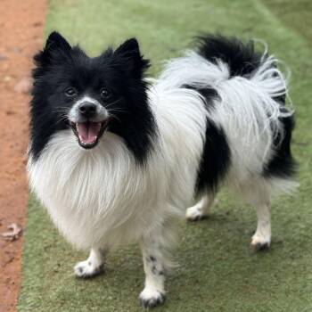 Pomeranian Dogs Available for Adoption - Spade | PetCurious