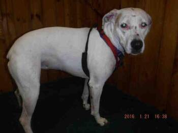 Boxer and Mixed Breed Dogs Available for Adoption in Ocala, Florida - SKY | PetCurious