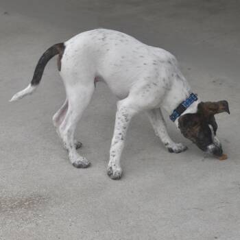 Dallas -  Cattle Dog and Mixed Breed Dog for Adoption in Ottawa, Kansas - Dallas | PetCurious