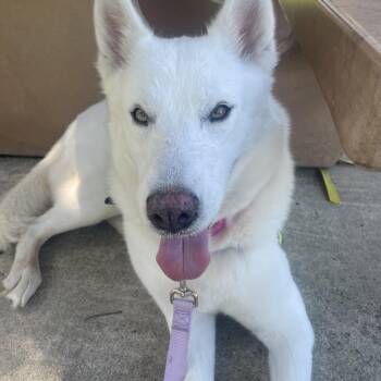 Princess Jasmine -  White German Shepherd and Husky Dog for Adoption in Torrance, California - Princess Jasmine | PetCurious