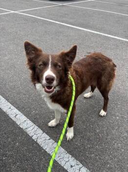 Border Collie Dogs Available for Adoption in Boulder, Colorado - Reeses | PetCurious