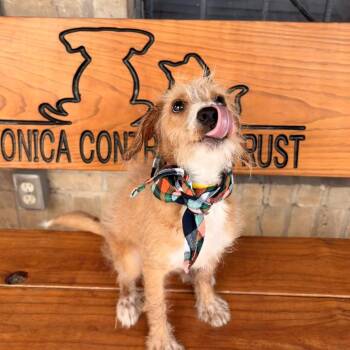 Kenny -  Terrier Dog for Adoption in Laredo, Texas - Kenny | PetCurious