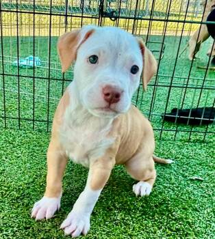 Derby Rose -  American Bulldog and Mixed Breed Dog for Adoption in Cape Coral, Florida - Derby Rose | PetCurious