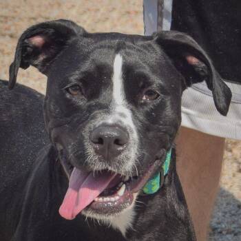 Baby -  American Staffordshire Terrier and American Bulldog Dog for Adoption in Huntley, Illinois - Baby | PetCurious