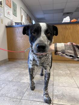 Rescue Cattle Dog and German Shorthaired Pointer Dogs for Adoption in Hays, Kansas - Bandit | PetCurious