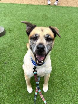 Mixed Breed Dogs Available for Adoption - Leo | PetCurious