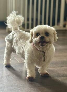 Maltese and Lhasa Apso Dogs Available for Adoption in Springfield, Virginia - Winnie | PetCurious