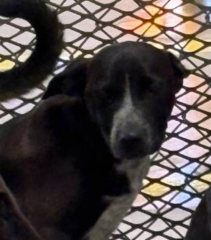 Pluto -  Australian Cattle Dog Blue Heeler and Labrador Retriever Dog Available for Adoption in Belton, Texas - Pluto | PetCurious