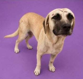 Zyla aka Ursula -  Mixed Breed Dog for Adoption in Charlotte, Michigan - Zyla Aka Ursula | PetCurious