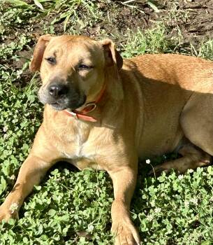 Lucy -  Yellow Labrador Retriever and Rhodesian Ridgeback Dog for Adoption in Okolona, Mississippi - Lucy | PetCurious