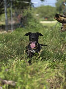 Rescue Mixed Breed Dogs for Adoption in Kempner, Texas - Puddin Pop | PetCurious