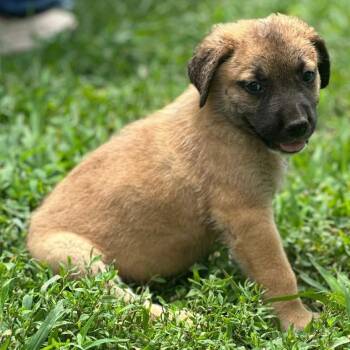 Inde -  Great Pyrenees and Mixed Breed Dog for Adoption in Kittanning, Pennsylvania - Inde | PetCurious