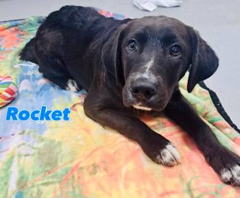Rocket -  Mixed Breed Dog for Adoption in Rock Hill, New York - Rocket | PetCurious