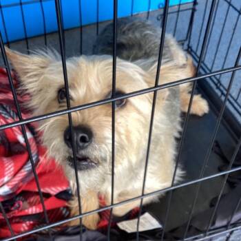 Minnie -  Terrier and Yorkshire Terrier Dog for Adoption in Montgomery, Alabama - Minnie | PetCurious