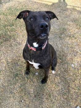 American Staffordshire Terrier Dogs Available for Adoption - Rosie | PetCurious