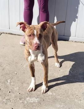 Rescue Pit Bull Terrier and Mixed Breed Dogs for Adoption in Louisville, Kentucky - EMILY PRENTIS | PetCurious