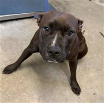 A882560 -  Pit Bull Terrier Dog for Adoption in Camarillo, California - A882560 | PetCurious