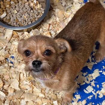 AVAILABLE 8/30 FELTON -  Yorkshire Terrier Dog for Adoption in Loves Park, Illinois - AVAILABLE 8/30 FELTON | PetCurious
